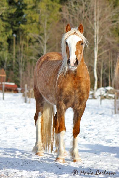 Hagaby Briallen, februari 2012