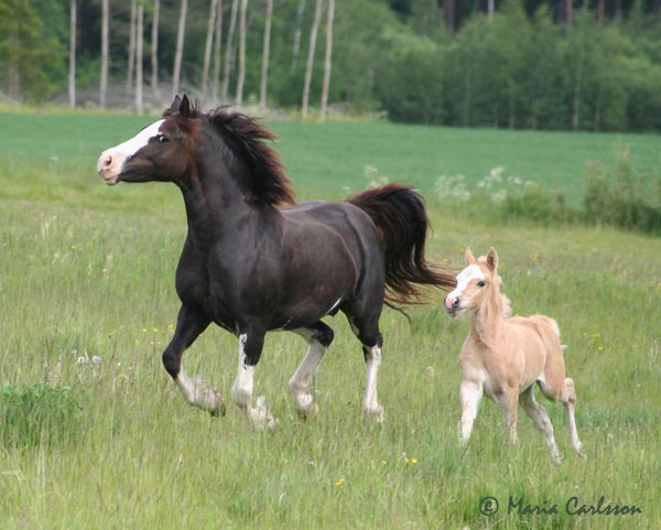 Hagaby Brenda och Hagaby Briallen, 2009